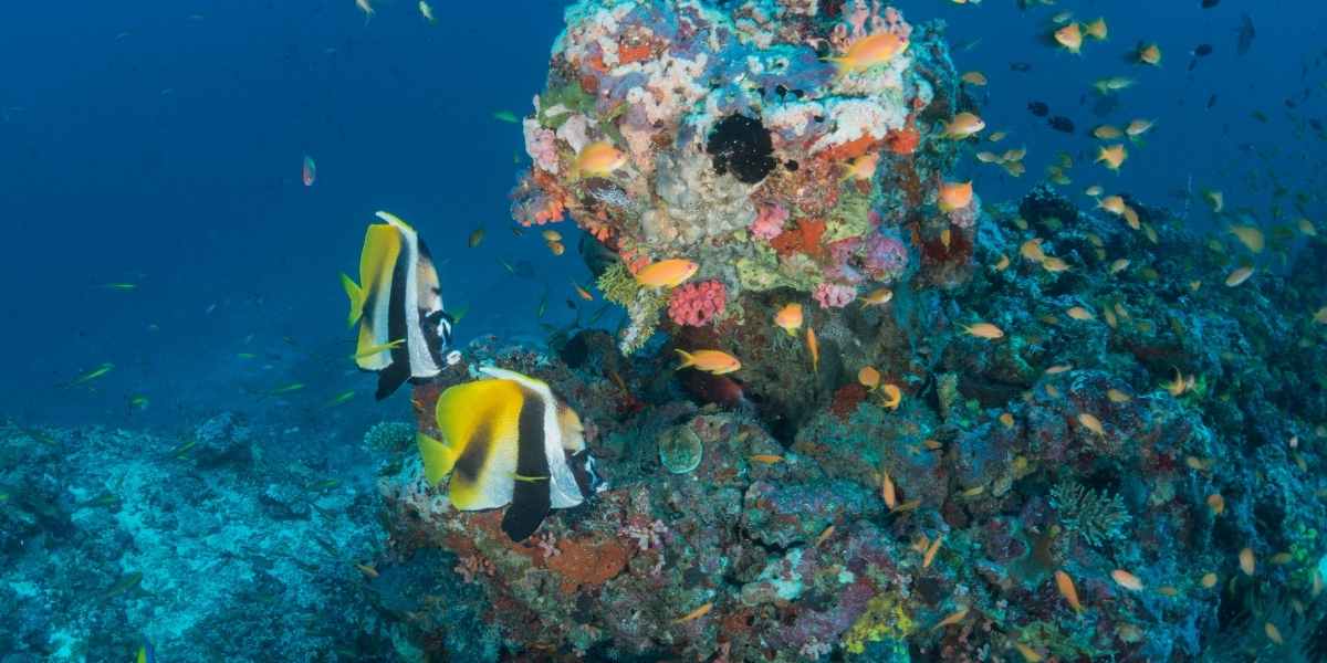 Aquatic Kingdom Discovery at Milaidhoo Island Maldives
