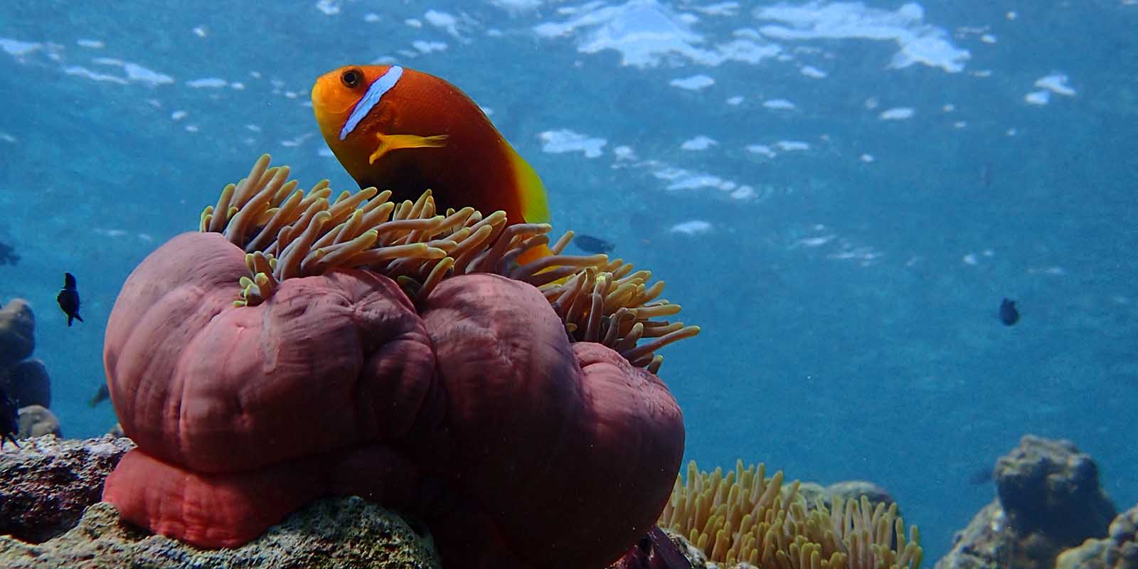 Diving Holidays Maldives Milaidhoo Island Maldives