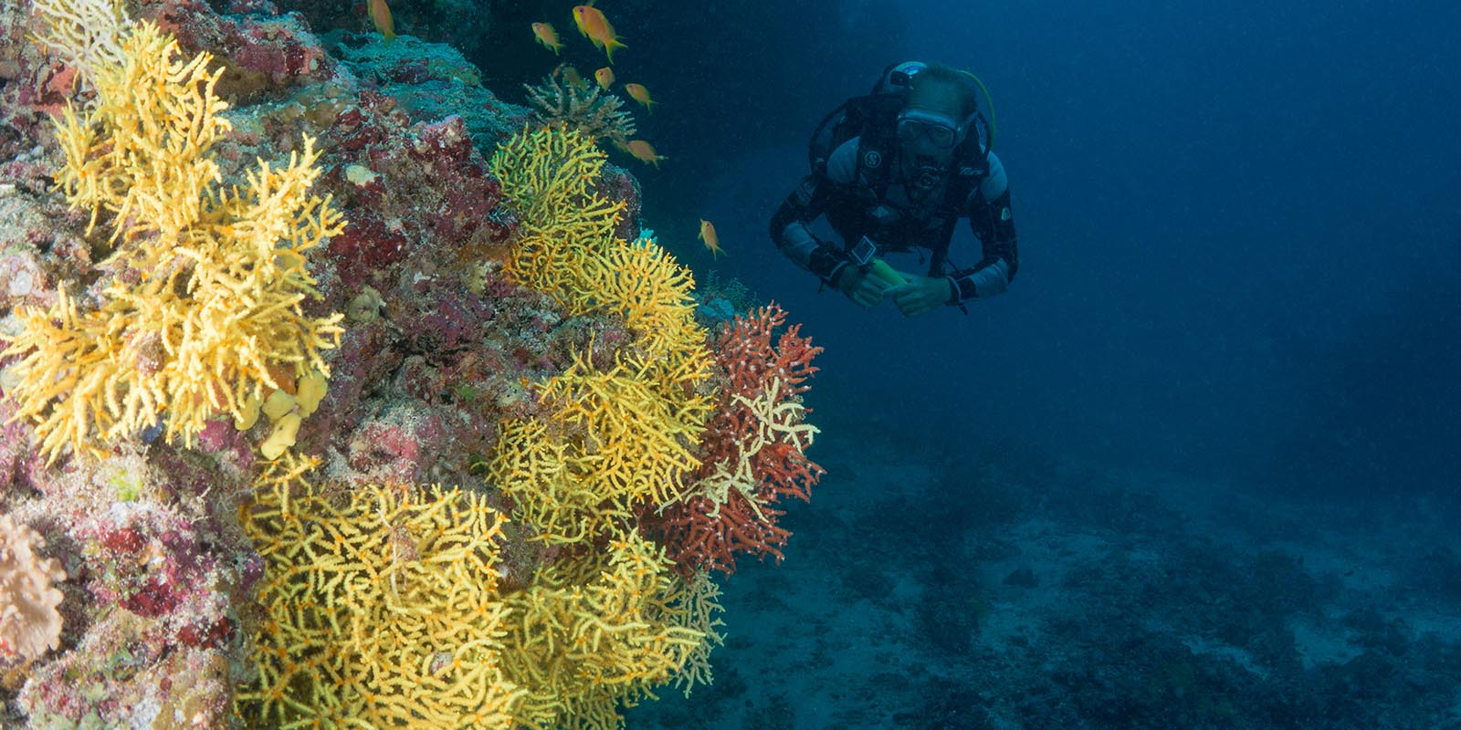 Diving Holidays Maldives Milaidhoo Island Maldives