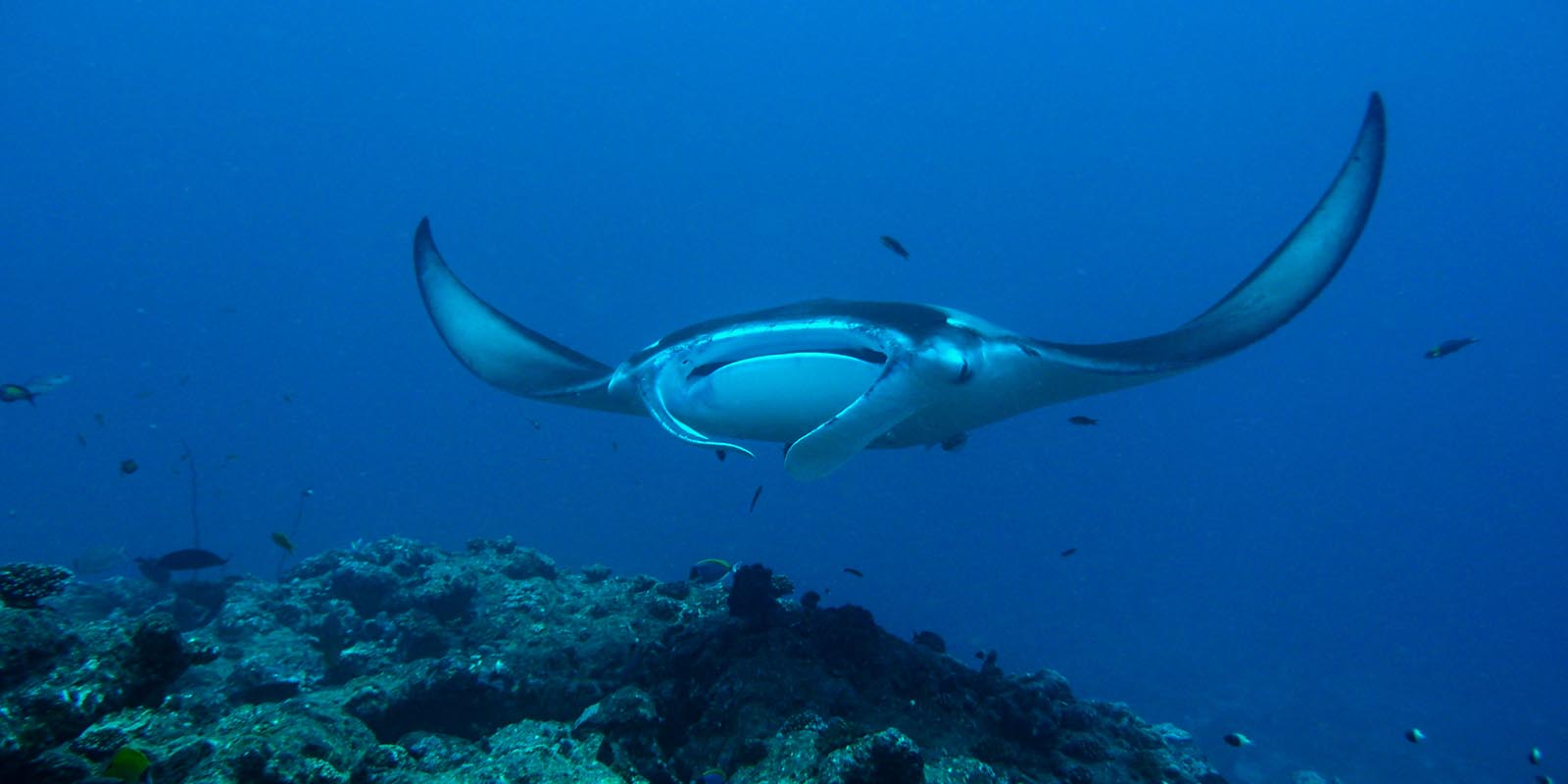 Diving Holidays Maldives Milaidhoo Island Maldives