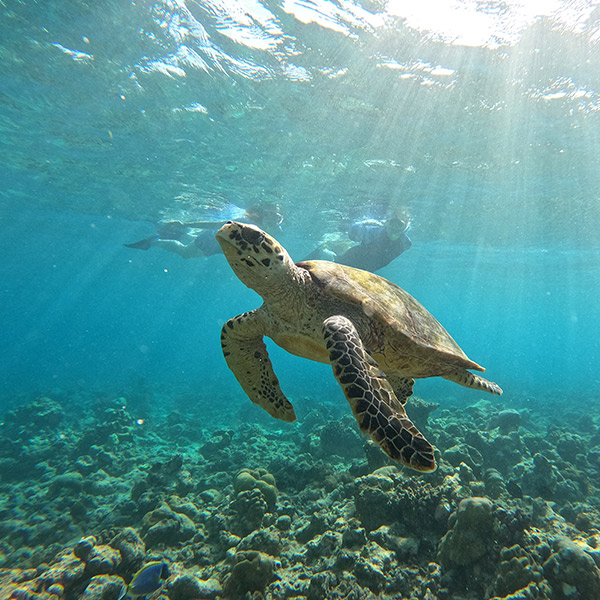 Hawksbill Sea Turtle