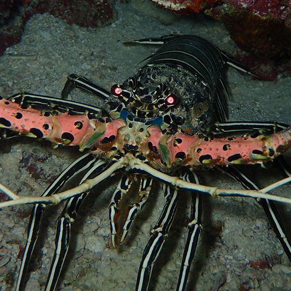 Painted Rock Lobster