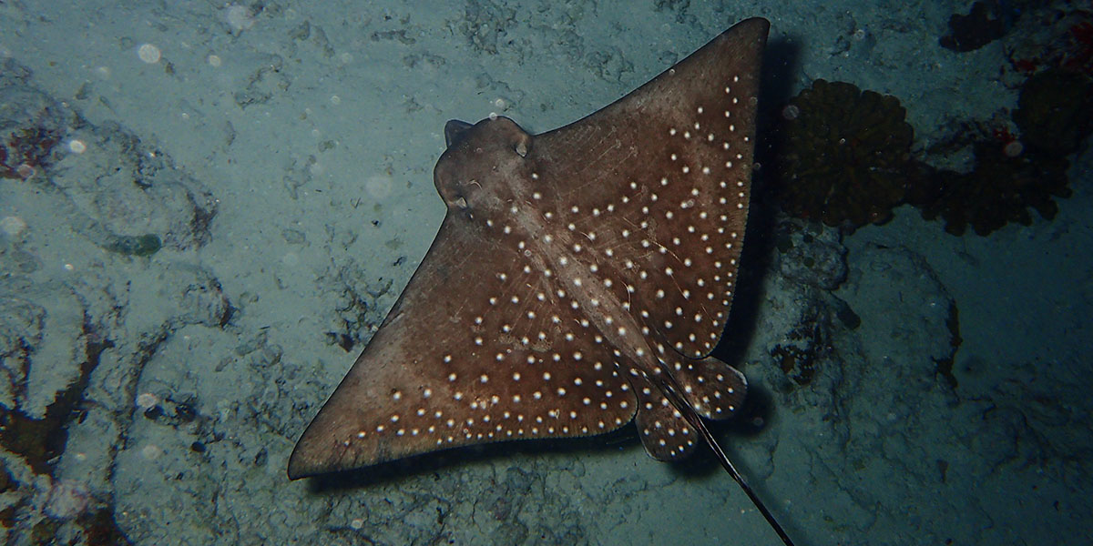Eagle Ray