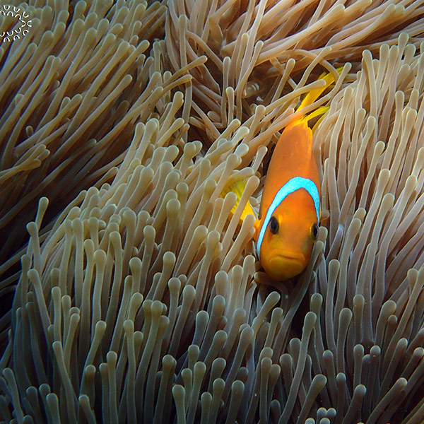 Maldivian Clownfish