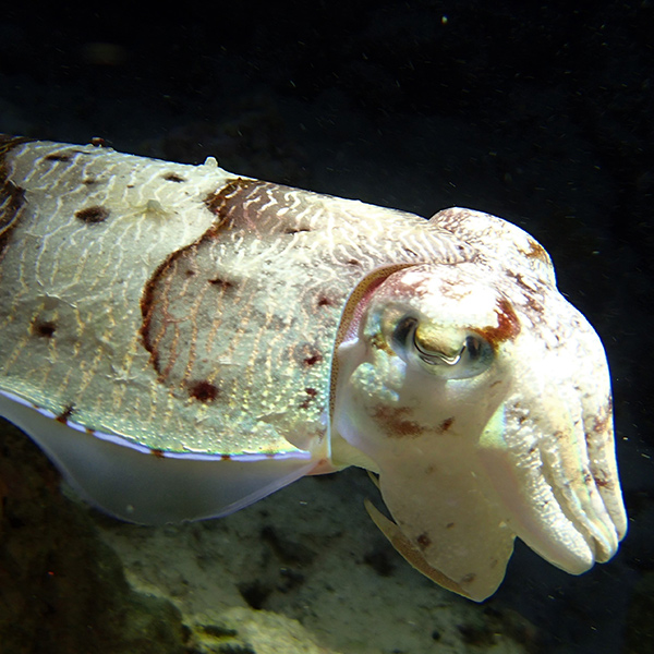 Squid